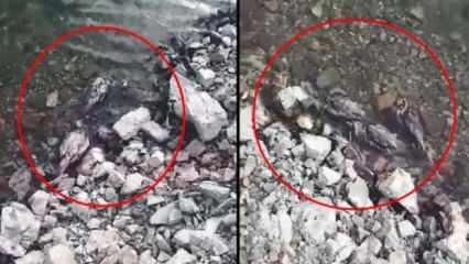 Elazığ'da tedirgin eden görüntü: Onlarca keklik ölü bulundu