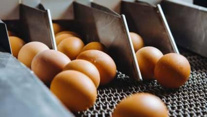Yumurta üreticisi 12 firmaya 'kartel' cezası