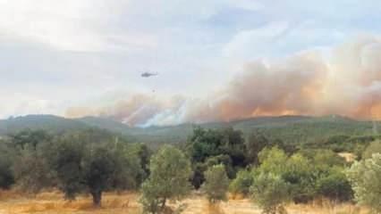 Gelibolu'da orman yangını