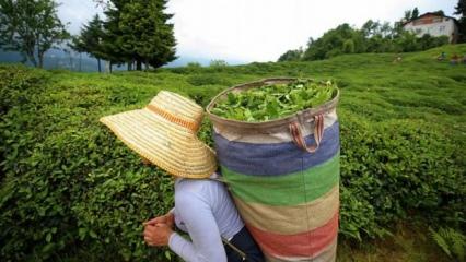 Çay üreticilerine 303 milyon 717 bin liralık destek ödemesi yapılacak