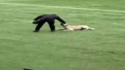 Amatör Lig'de sahaya giren köpekler maçı durdurdu