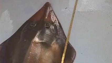 Koruma altındaki 'insan yüzlü' balık, denize geri bırakıldı