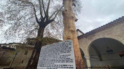 350 yıllık ağaç, heykel oldu! Üzerine 'Özür' tabelası asıldı