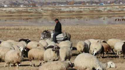 8 yılda 400 milyon liralık çoban desteği verildi!