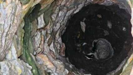 Çanakkale'de 7 metrelik kuyuya düşen porsuk, kurtarıldı