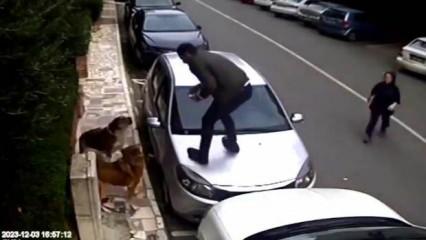 İstanbul'da başıboş köpek saldırısından aracın üzerine çıkarak kurtuldular