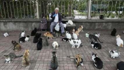 'Kedilerin babası', her sabah 700 kediyi doyuruyor