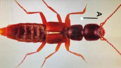 Sivas'ta yeni bir böcek türü keşfedildi; Medon turcicus