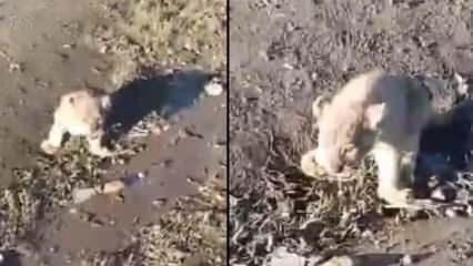 Şanlıurfa'da okul çıkışı öğrenciler yavru aslan buldu
