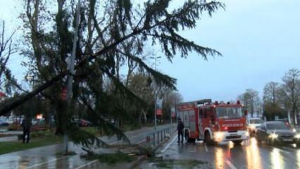 Maltepe'de şiddetli rüzgar nedeniyle ağaç devrildi