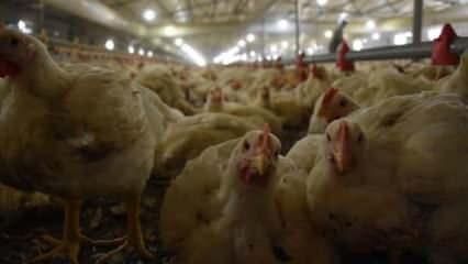 Tavuk eti üretimi ekimde aylık bazda yüzde 6,6 arttı!