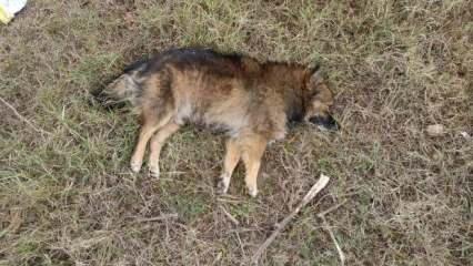Zehirlenme şüphesi: Aydın'da 30 köpek ile 3 tilki ölü bulundu