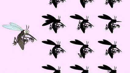 Göründüğünden daha zor görsel zekâ testi: Resimdeki sivrisineğin doğru gölgesini 36 saniyede bulabilir misiniz?