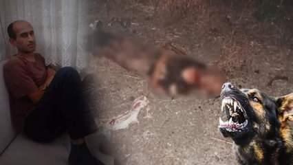Adli tıp raporu ortaya çıktı: Başıboş köpekler parçalayarak katletti