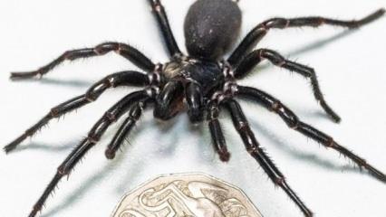 Avustralya'da en büyük ölümcül örümcek bulundu
