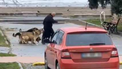 Başıboş sokak köpekleri sahilde gezen bir vatandaşa saldırdı! 