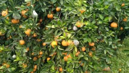 Marketlerde kilosu 25 TL: Alıcı bulamayan üretici mandalinayı ağaçta çürümeye bıraktı