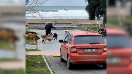 Sokak köpeği terörü devam ediyor! Sahildeki adam canını zor kurtardı