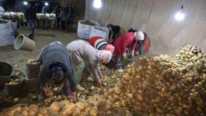 Kapadokya'daki doğal depolar, Türkiye'nin patateslerini koruyor