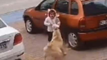 Konya'da başıboş köpek çocuğa saldırdı! İşte o anlar