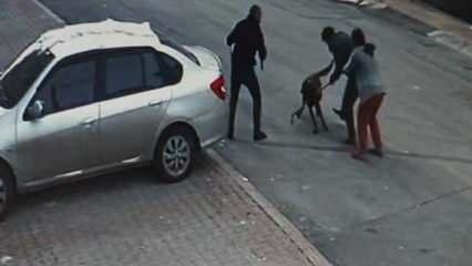 Sivas'ta tasmalı köpek dehşet saçtı! 2’si çocuk 4 kişi yaralandı!