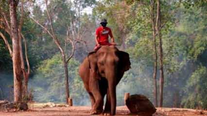 Dilendirilen fil sahibini ezerek öldürdü