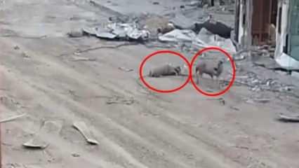 İsrail'in keskin nişancıları bunu da yaptı: Gazze'deki koyunları bile vurdular!
