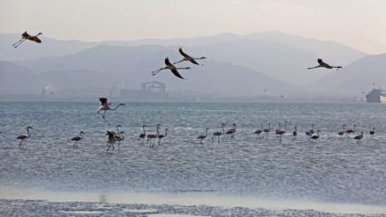 İzmit Körfezi’nde 351 flamingo kanat çırpıyor