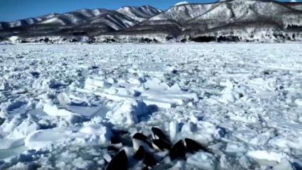 Sürüklenen buzda sıkışan 10 katil balina için korkutan açıklama