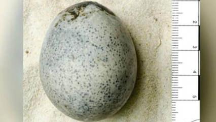 1700 yıllık yumurta bulundu! Hala sıvı halde