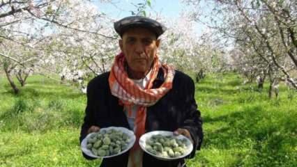 Baharın ilk meyve hasadı Mersin’de yapıldı: Tezgahlarda kilosu 1000 lira!