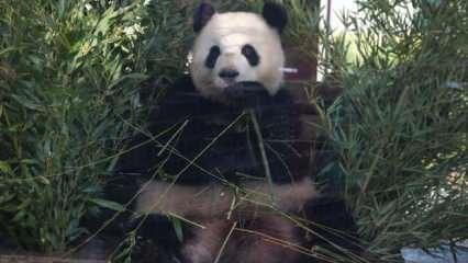 Çin'den ABD'ye 20 yılı aşkın süre sonra ilk kez panda kiralanıyor