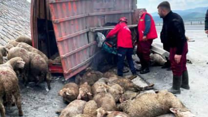 Balıkesir'de korkunç olay: Karı-kocayı ölüm ayırdı! 52 koyun da telef oldu