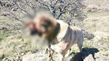 Kayseri'de operasyon! Köpek dövüştüren 12 kişi yakalandı