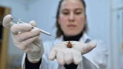 Korkusuz biyolog kadınlar araştırma için fosseptik çukurundan hamam böceği topluyorlar