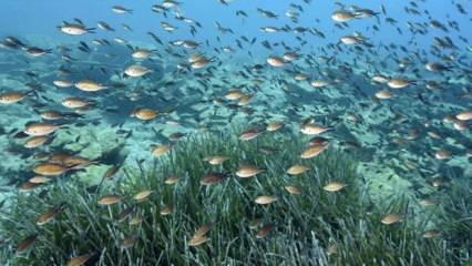 Marmara Denizi'nde iki yeni deniz çayırı alanı tespit edildi