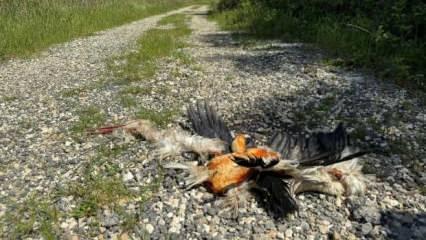 Akılalmaz olay: Göç yolundaki leylekleri öldürdüler