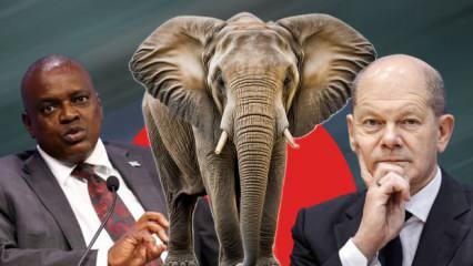 Botsvana Almanya'yı 20 bin fil göndermekle tehdit etti: Şaka yapmıyoruz