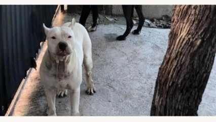 Adana'da pitbull cinsi köpeğin saldırısına uğrayan kız çocuğu yaralandı