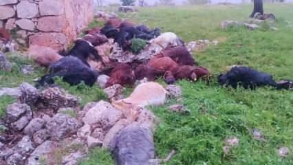 Şırnak'ta mezraya yıldırım düştü: 31 keçi telef oldu