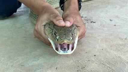 Tayland'da otomobilin kaputundan 16 kilo ağırlığında zehirli yılan çıktı
