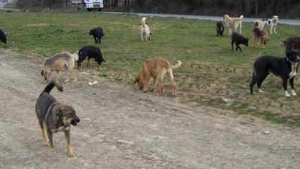 Başıboş köpekler saldırdı: 7 koyun telef oldu