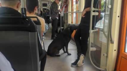 Eskişehir'de başıboş köpek tramvaya yolculuk yaptı