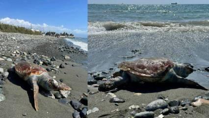 Hatay'da sahilde ölü caretta caretta bulundu