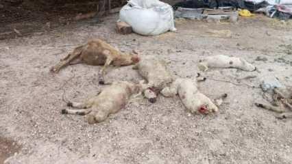 Kırşehir'de mandırıya giren kurtlar, 40 koyunu öldürdü