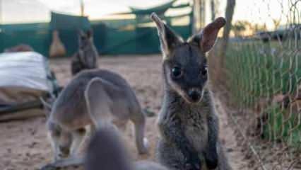 Nesli tükenmiş 3 yeni kanguru türü keşfedildi!