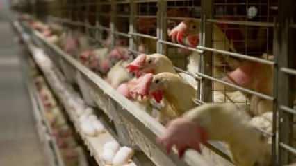 Tavuk eti üretimi yüzde 14,6, yumurta üretimi yüzde 7,3 arttı