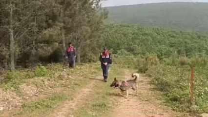 Kadavra köpekleri ormanda Korhan Berzeg'e ait iz arıyor