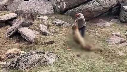 Kurtlar sürüye saldırıp 70 koyunu öldürdü