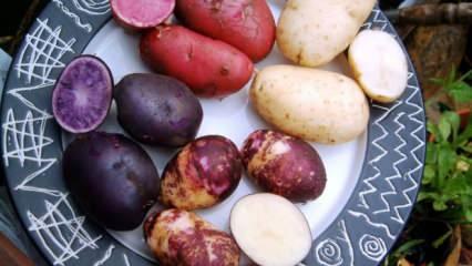 Mor patates nasıl yenir, faydaları nelerdir? Mor patates içeriği nedir?